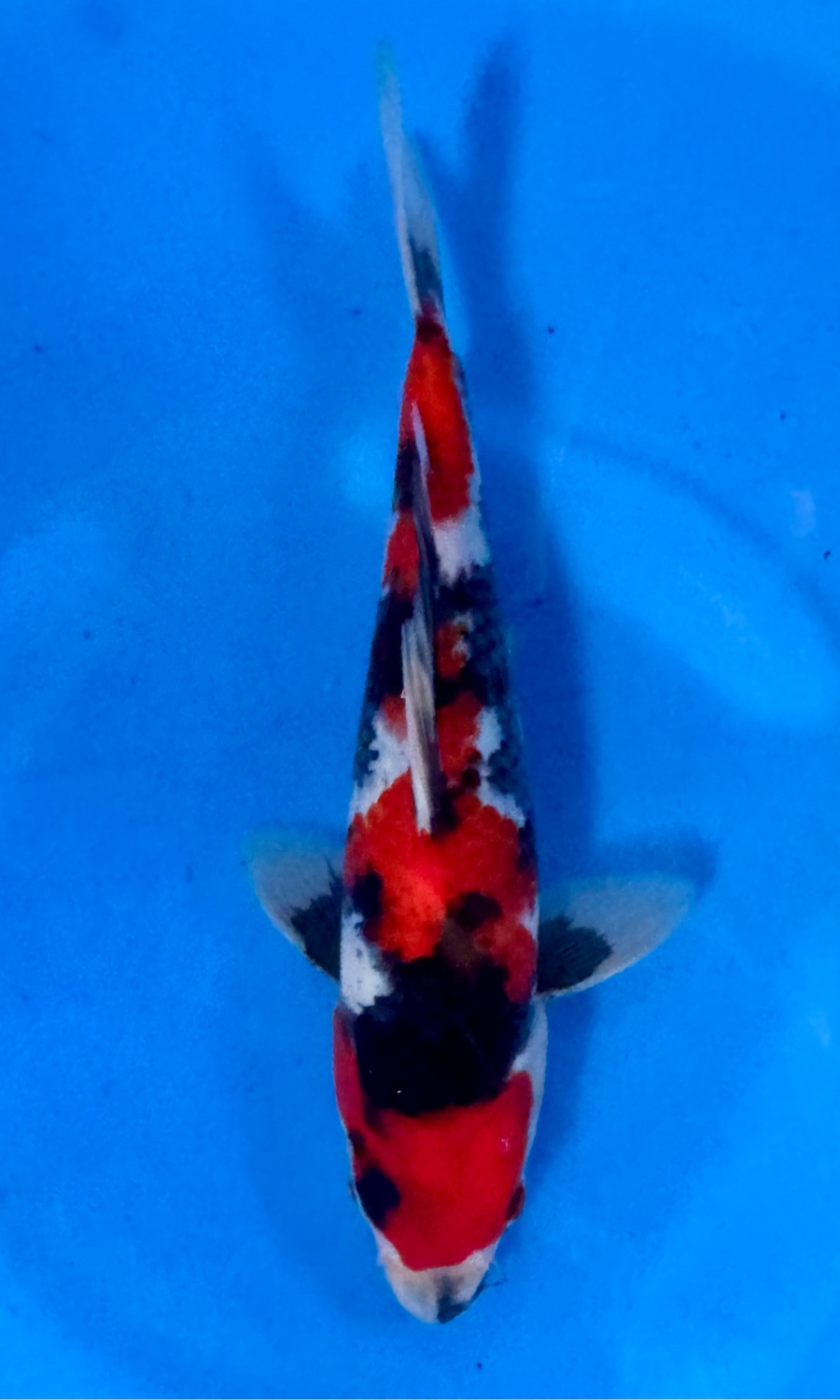 Showa Sanshoku 20260310