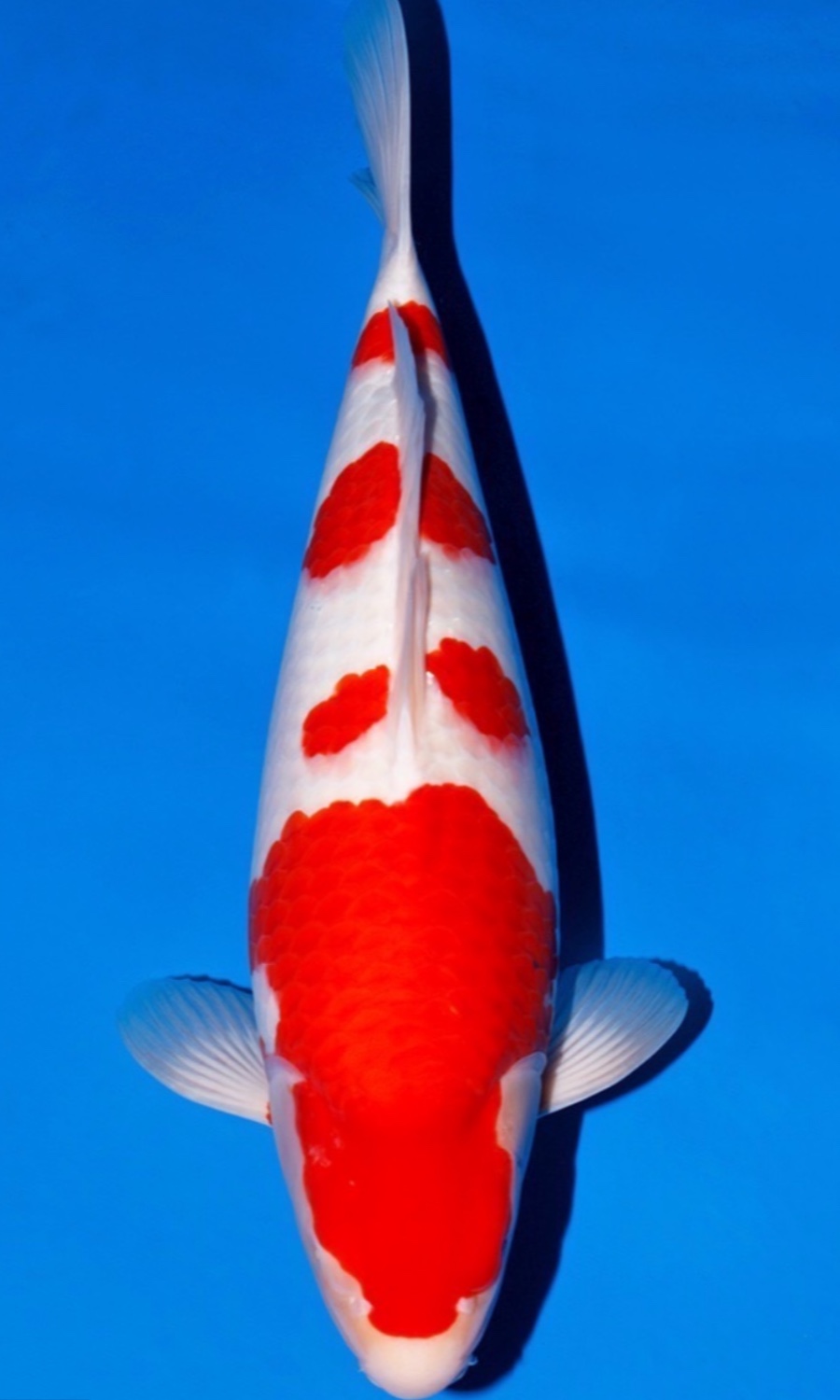 Kohaku 20260518