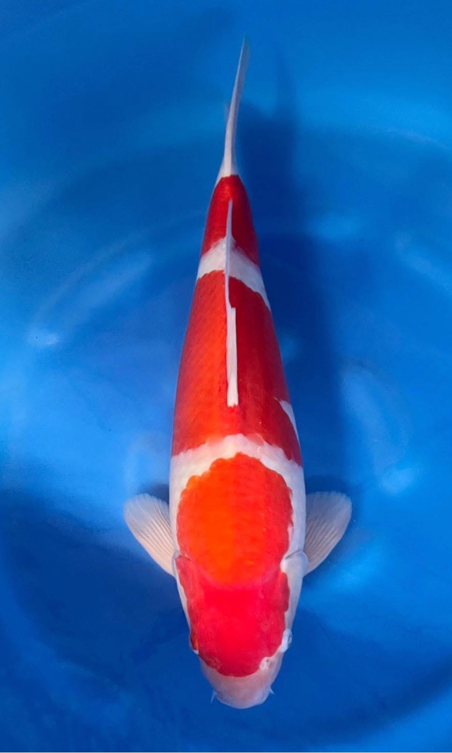 Kohaku 20260518