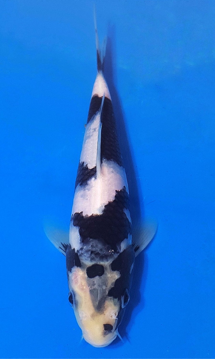 UTSURIMONO & BEKKO 20260310