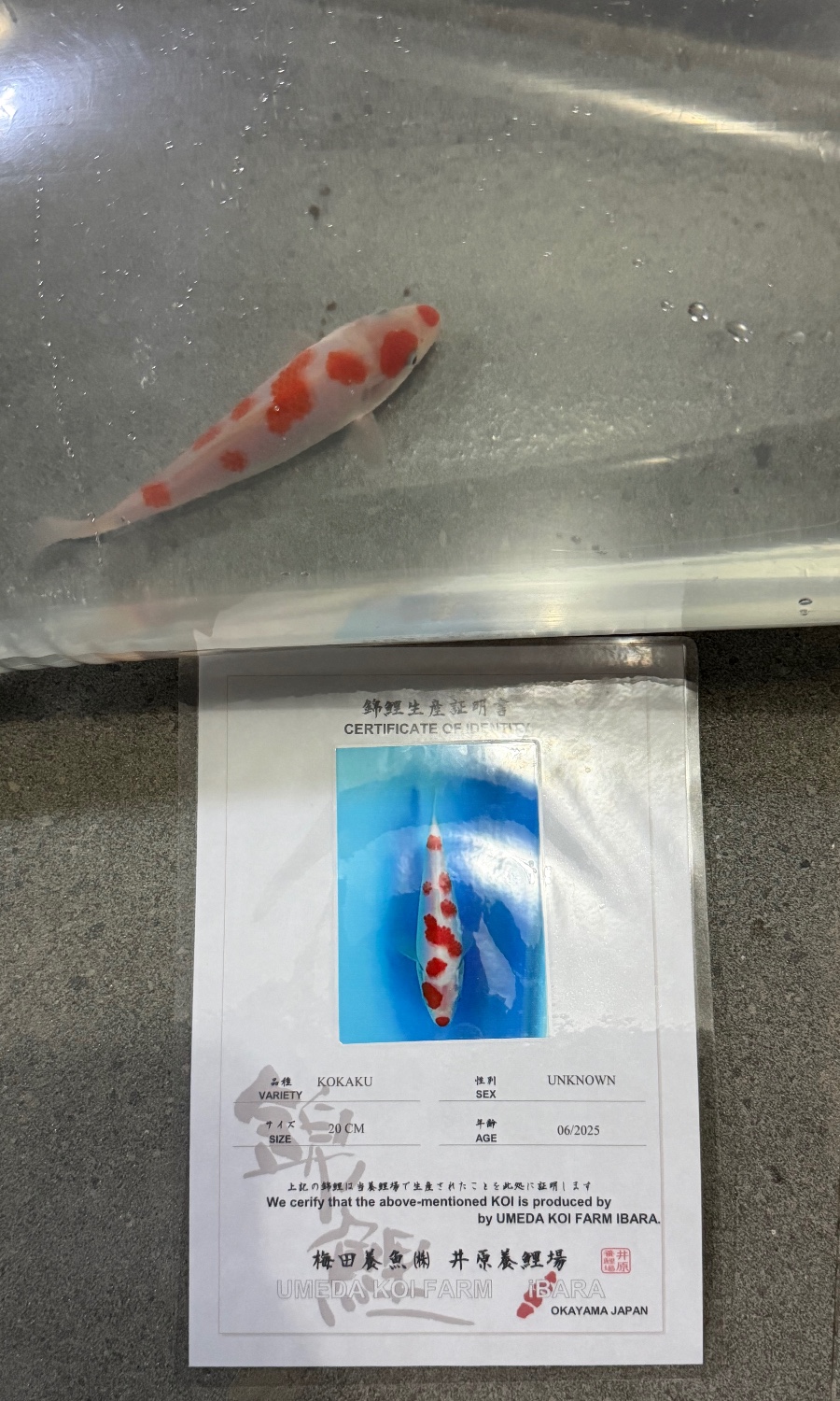 Kohaku 20260504