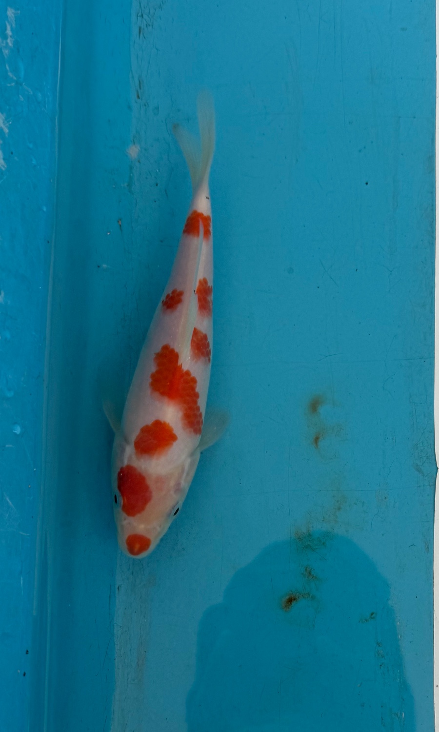 Kohaku 20260506