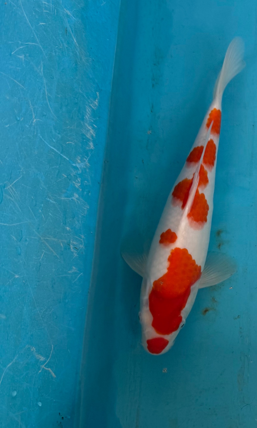 Kohaku 20260506
