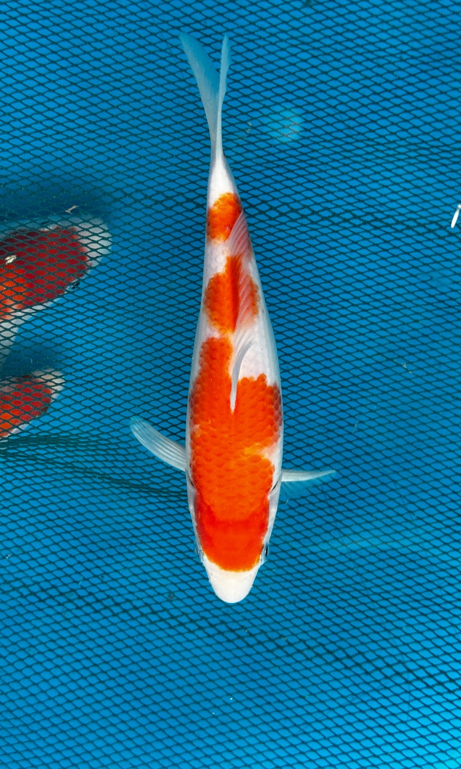 Kohaku 20260517