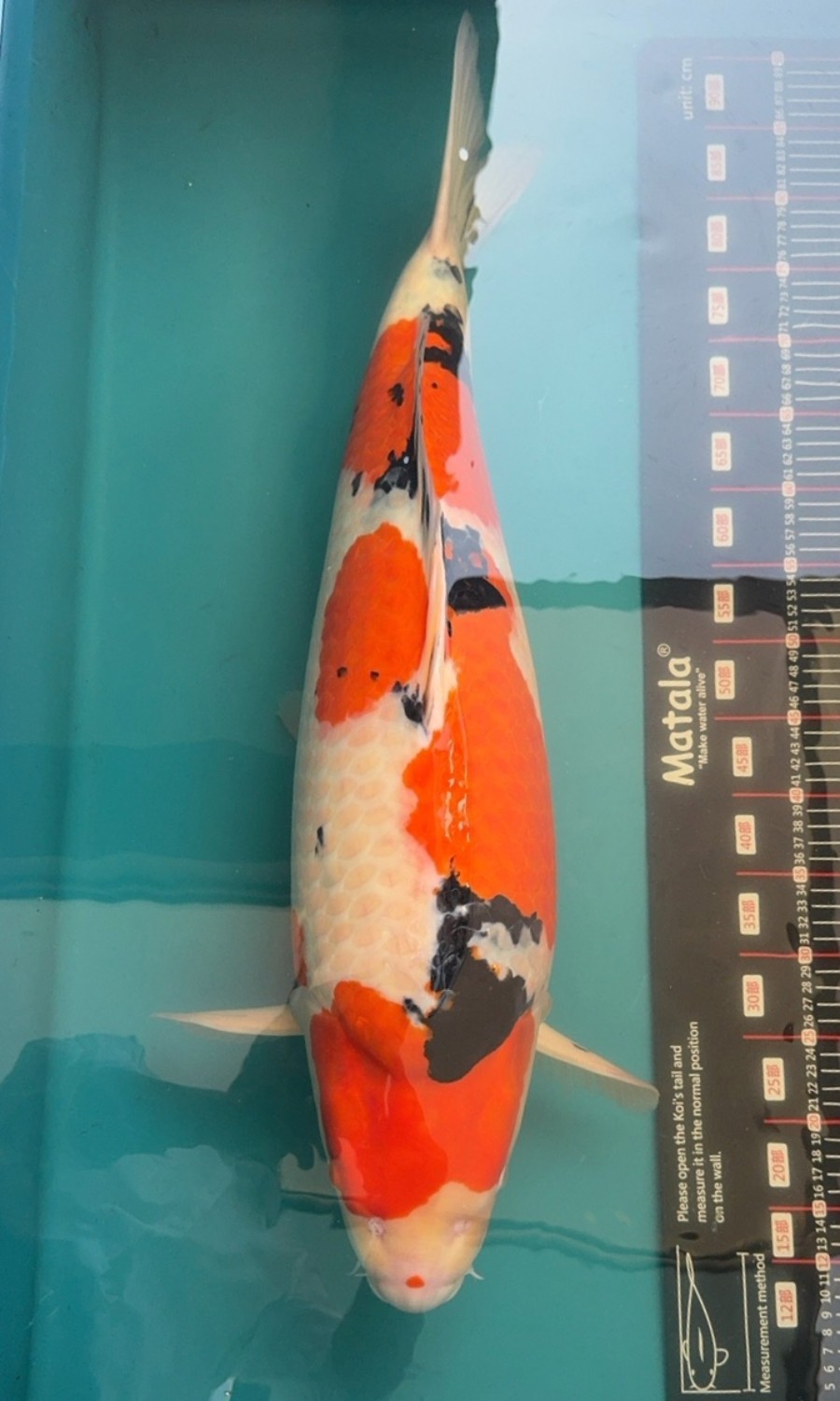 Taisho Sanshoku 20260303