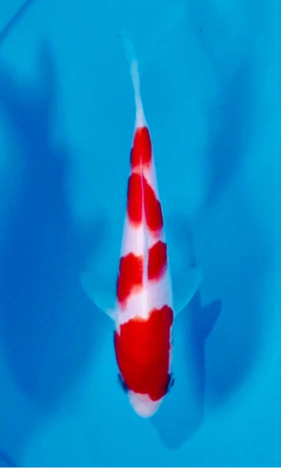Kohaku 20260518