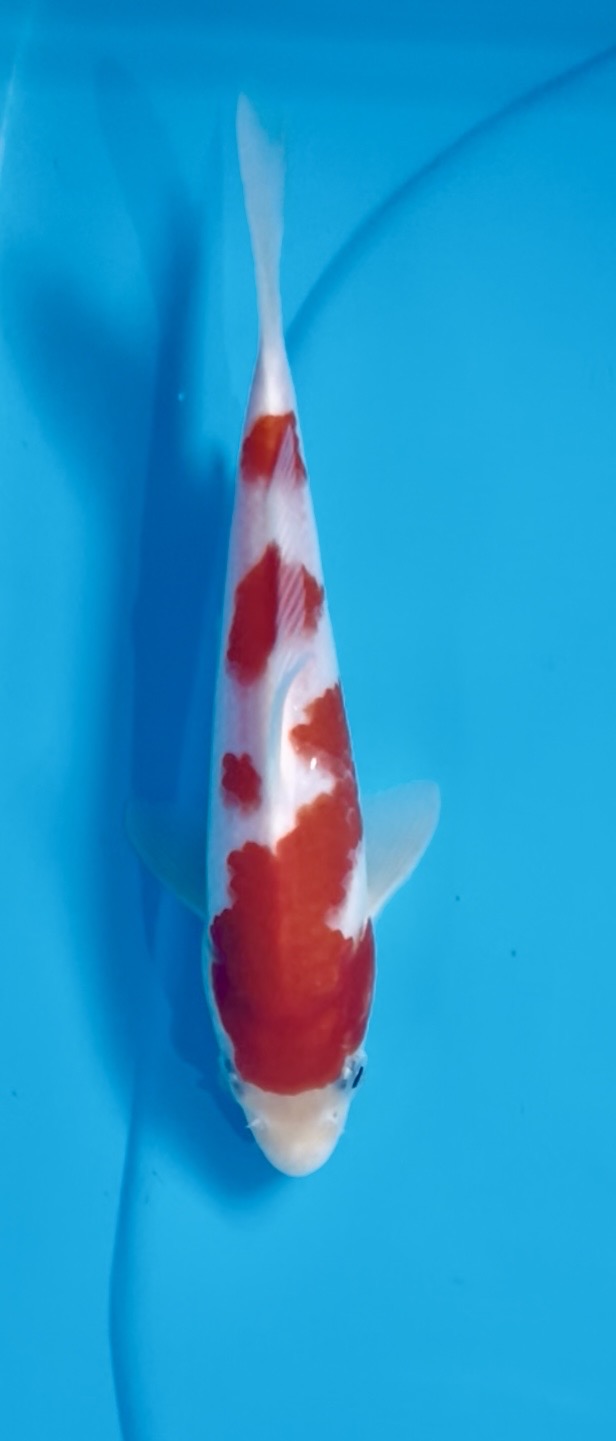 Kohaku 20260518