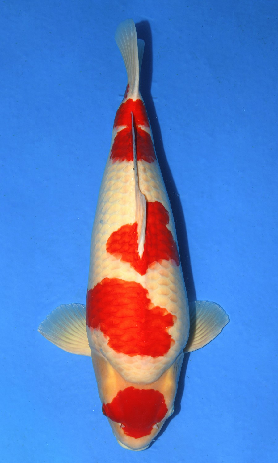 Male Kohaku 20260517