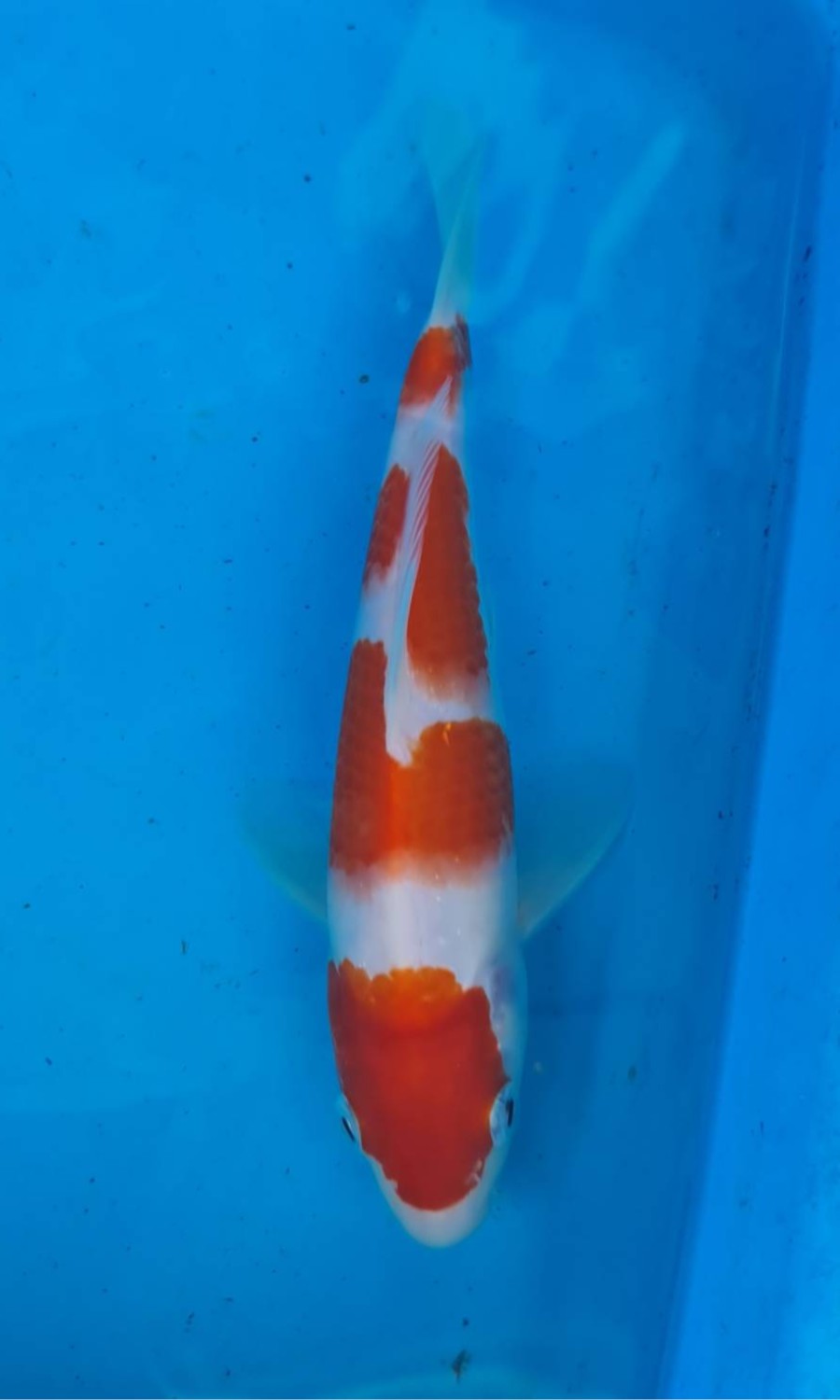 Kohaku 20260517