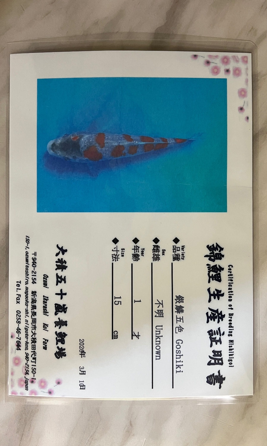 Goshiki & Koromo 20260517