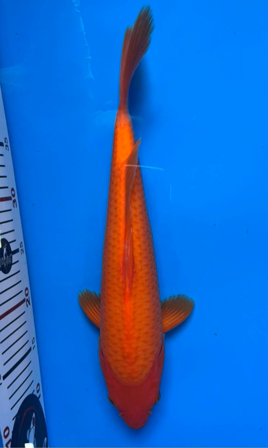 Kawari 20260518