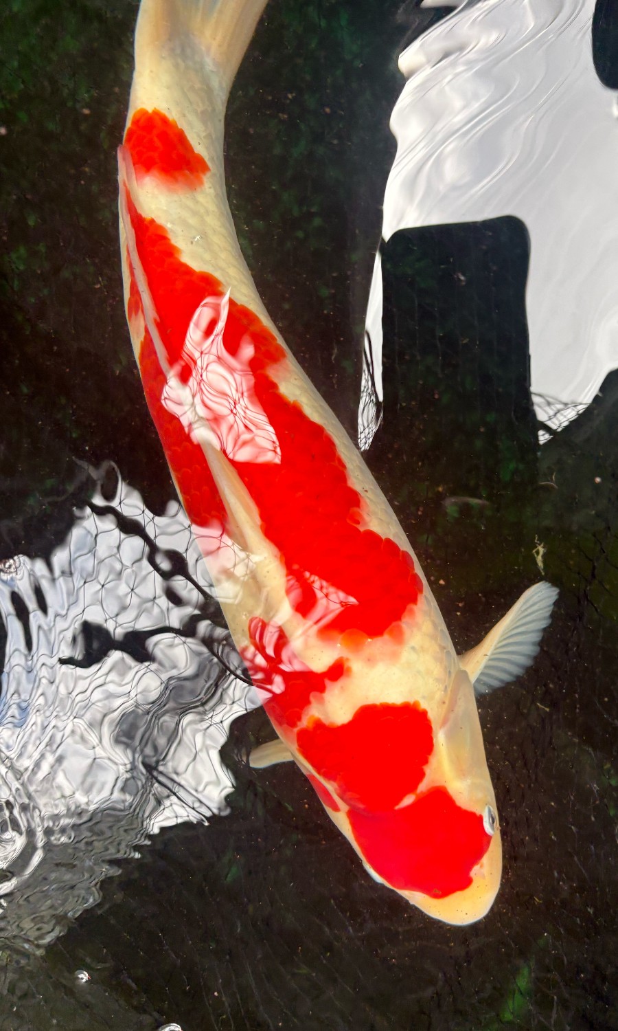 Kohaku 20260518
