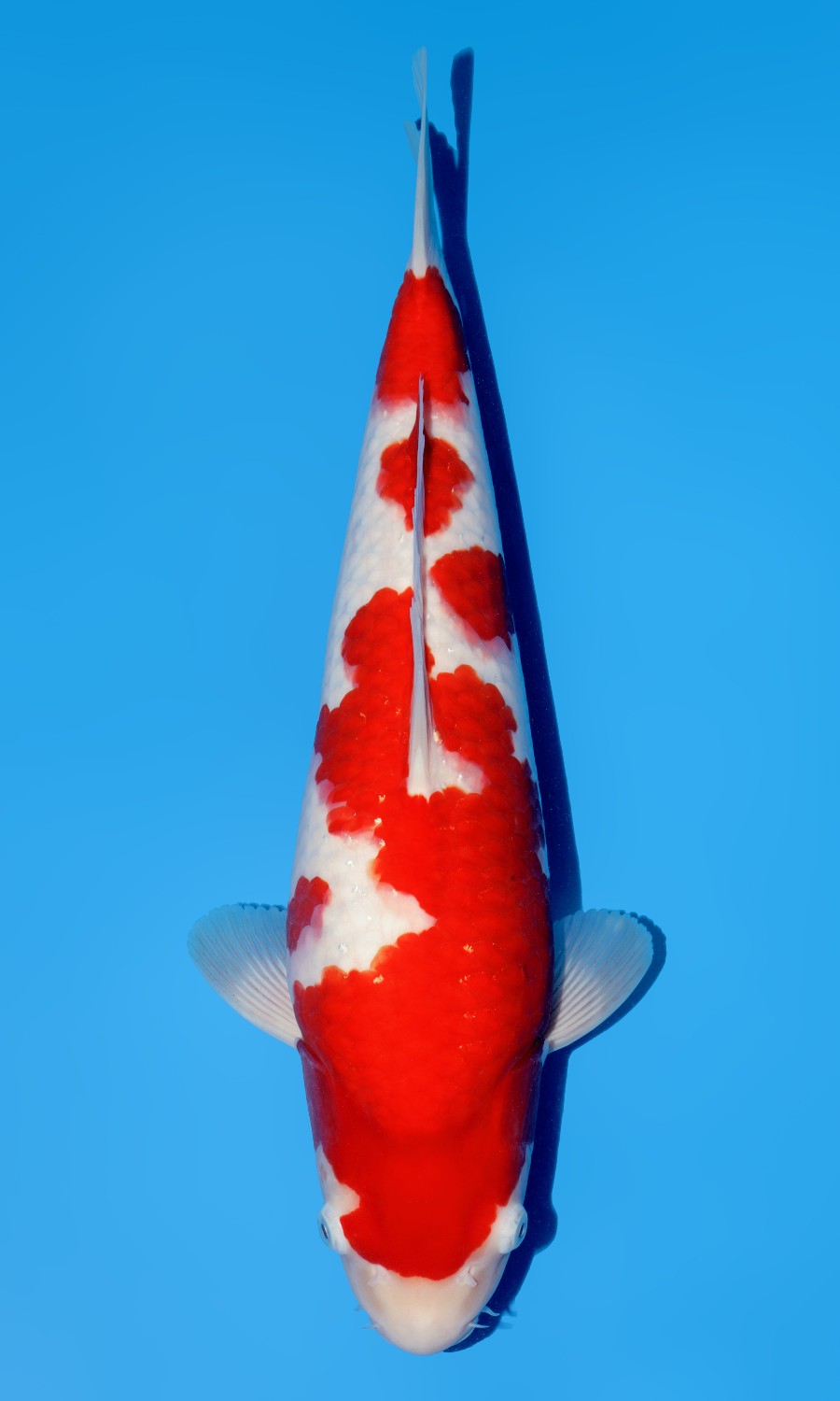 Kohaku 20260518