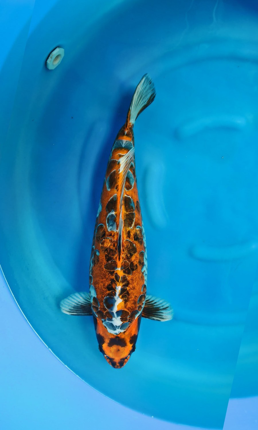 Kawari 20260519