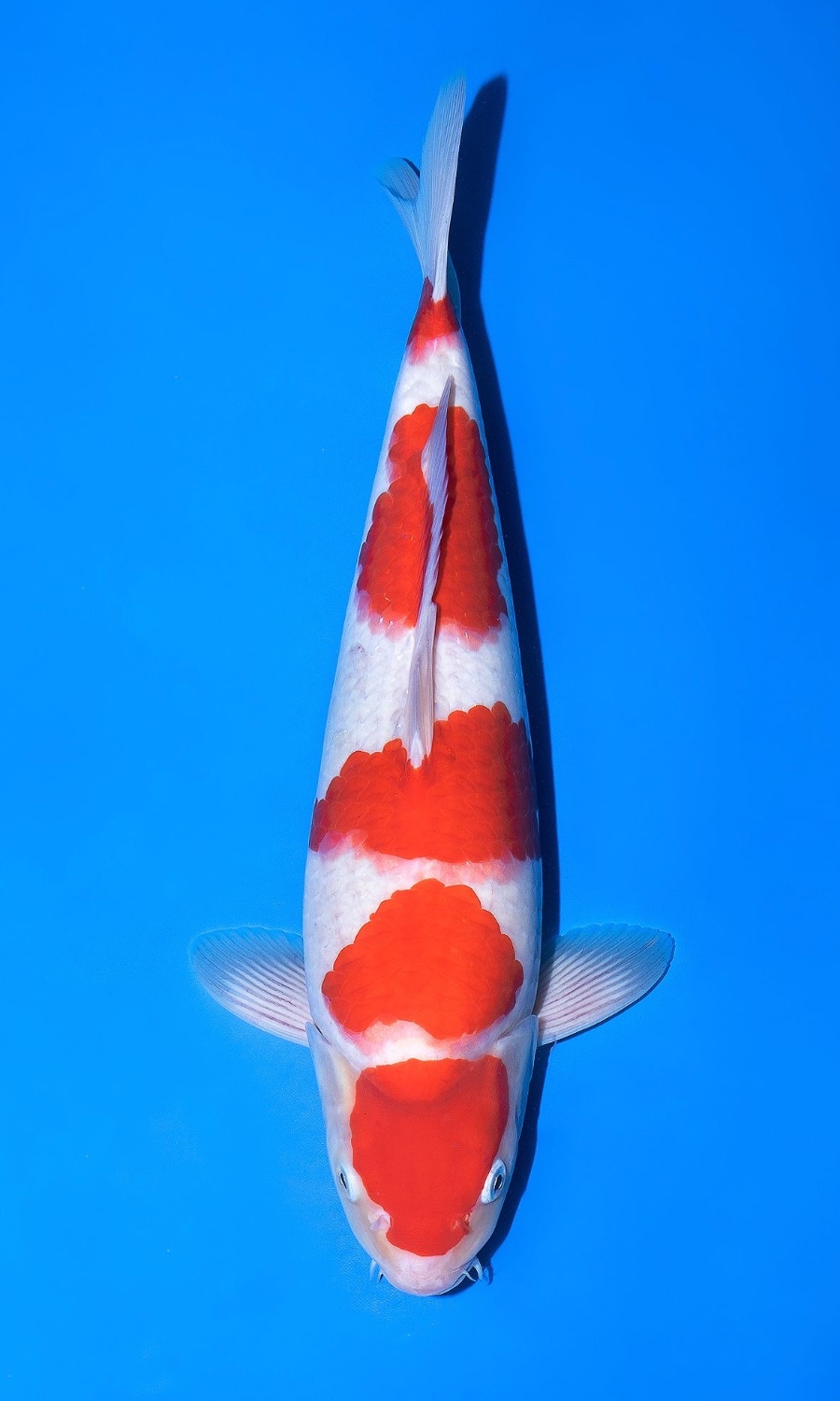 Kohaku 20260909