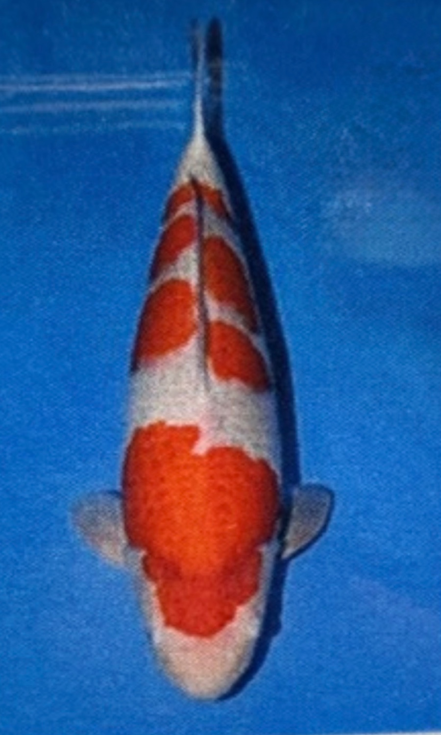 Kohaku 20260913
