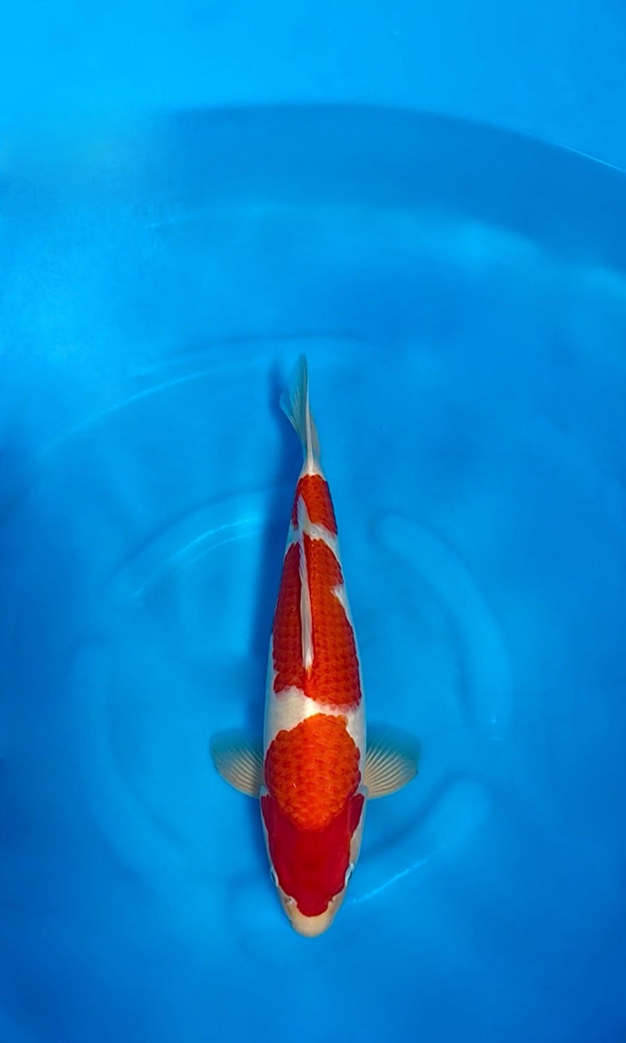 Kohaku 20260914