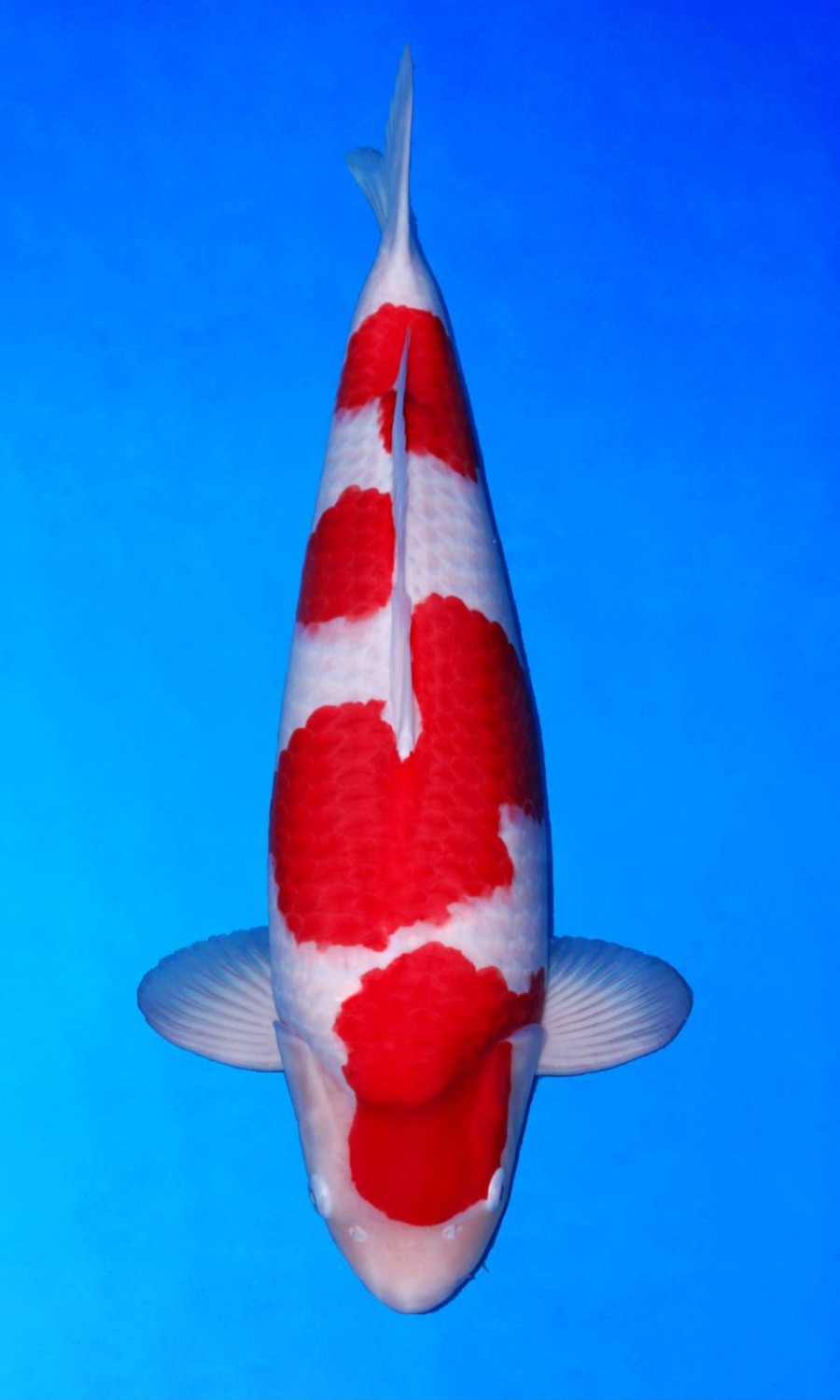 Male Kohaku 20260914