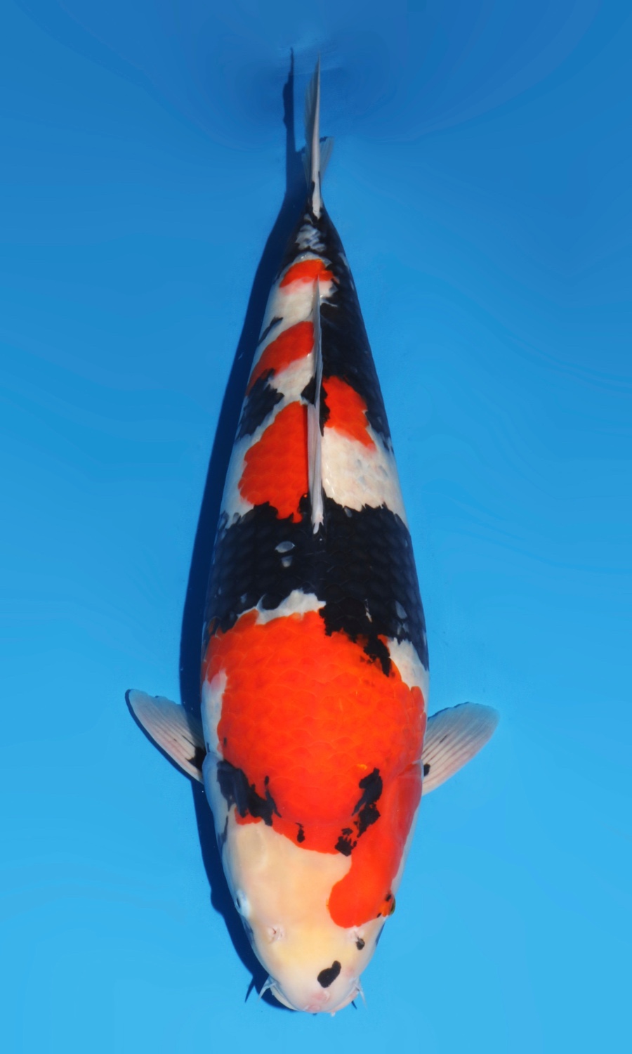 Showa Sanshoku 20260109