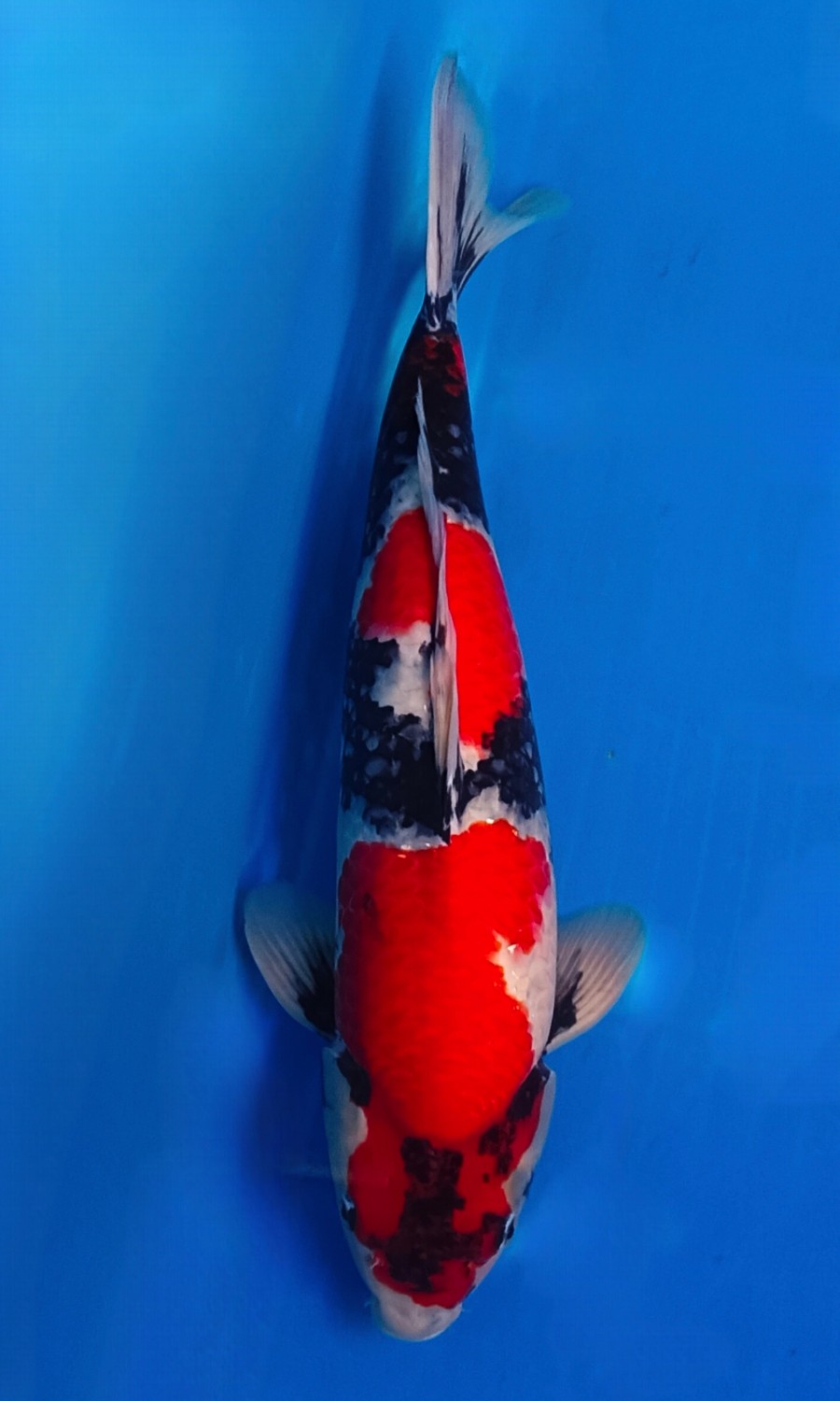 Showa Sanshoku 20260111