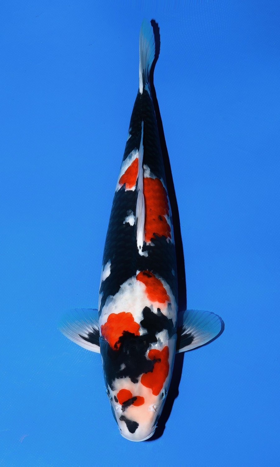 Showa Sanshoku 20260102