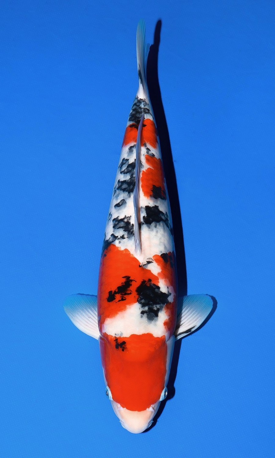 Taisho Sanshoku 20260102