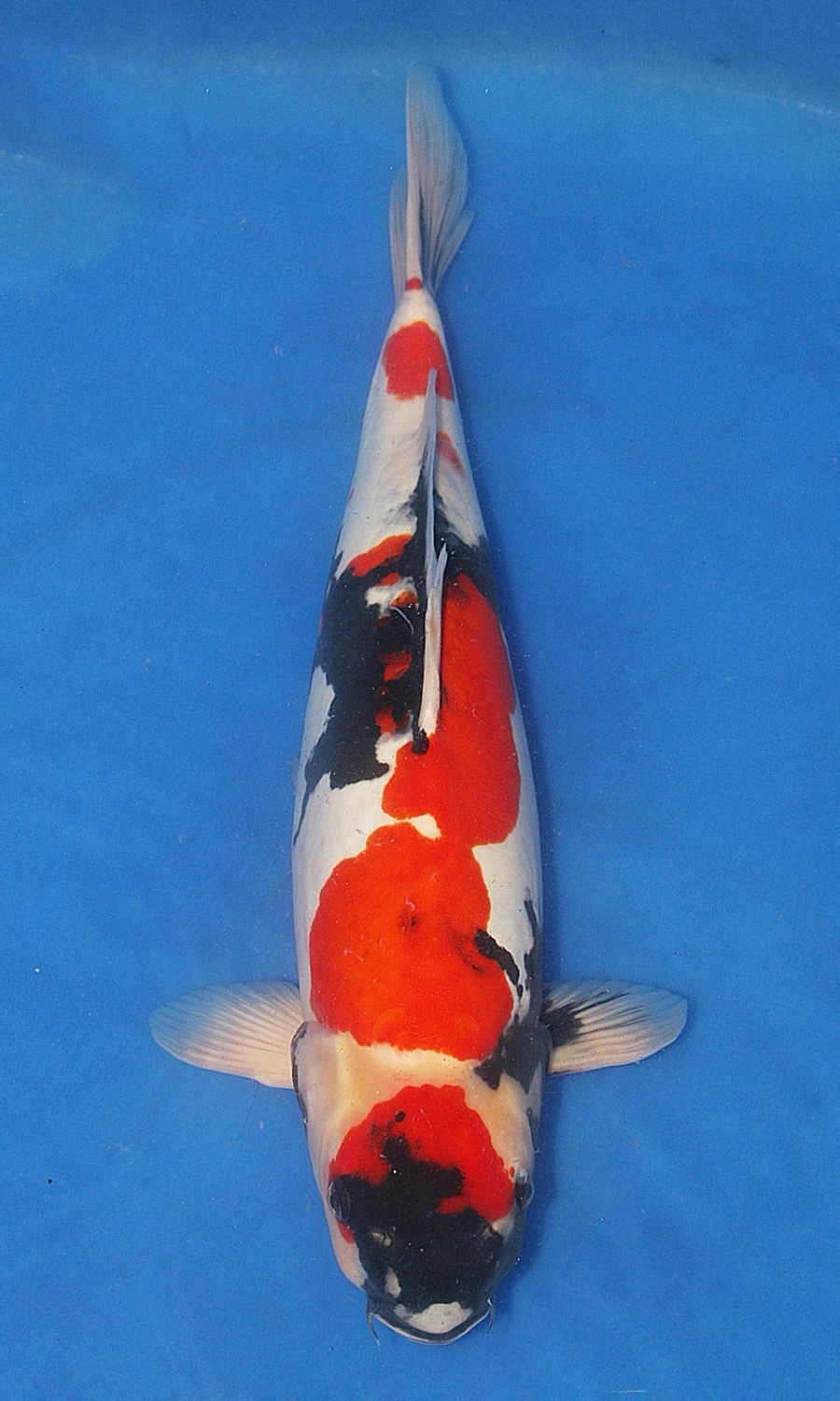 Doitsugoi 20260912