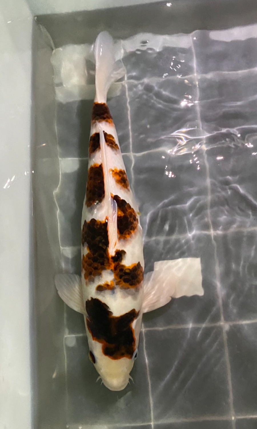 GOSHIKI & KOROMO 20260111