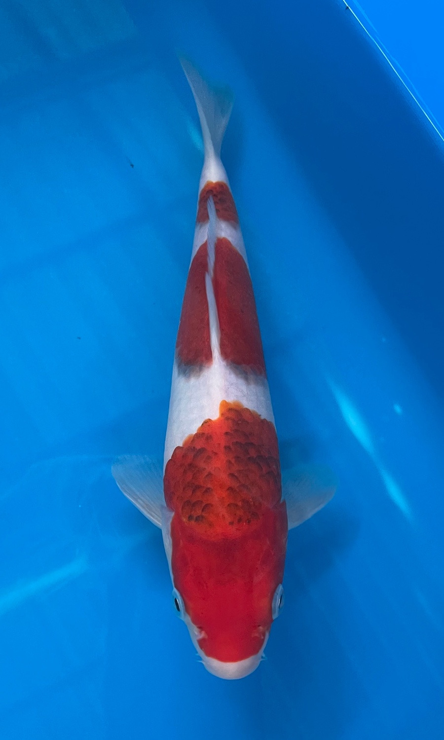 GOSHIKI & KOROMO 20260102