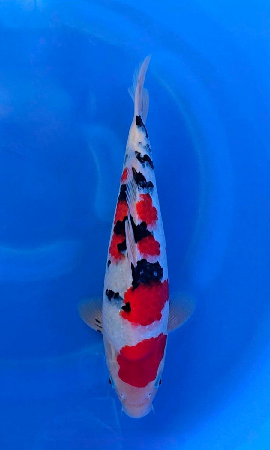 Taisho Sanshoku 20260104