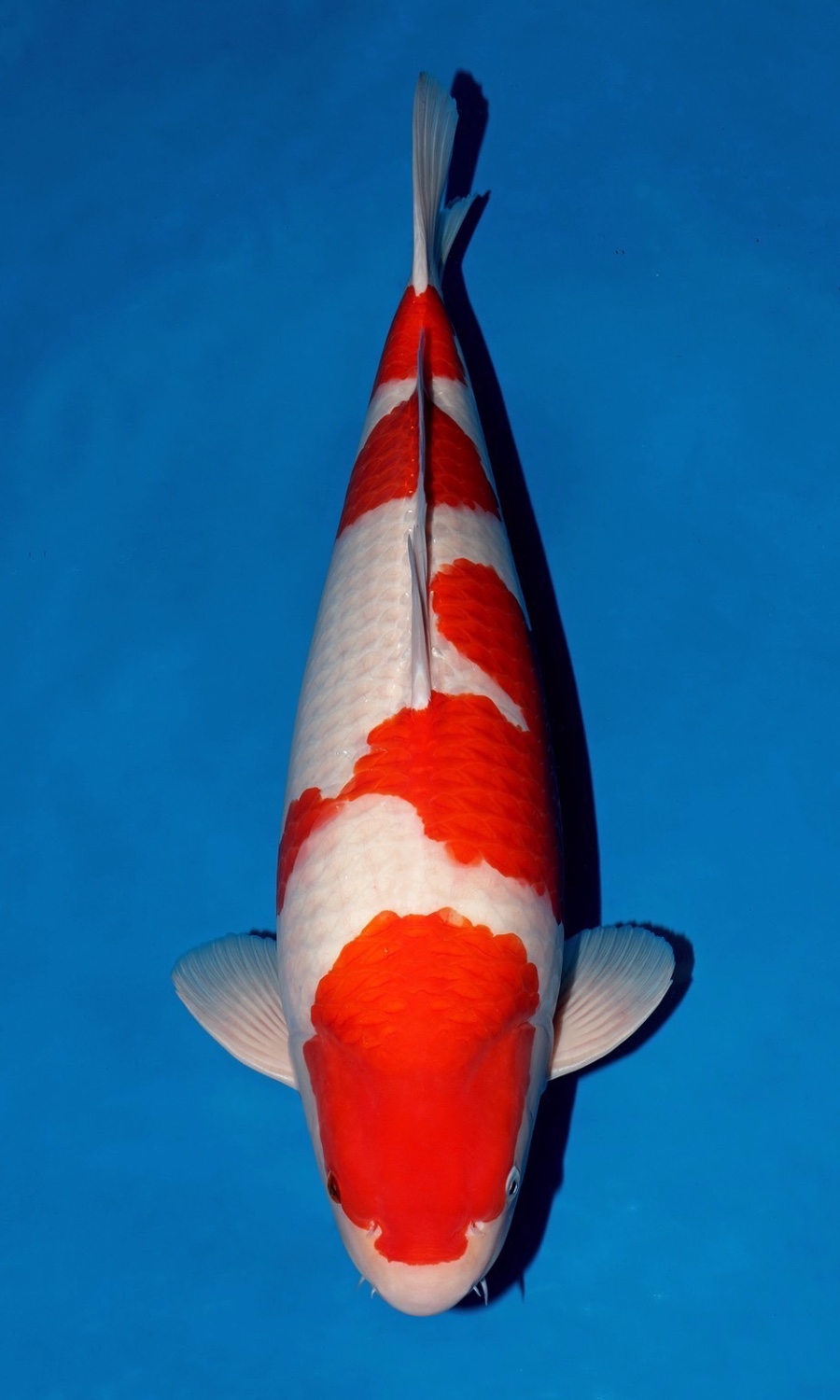 Male Kohaku 20260104