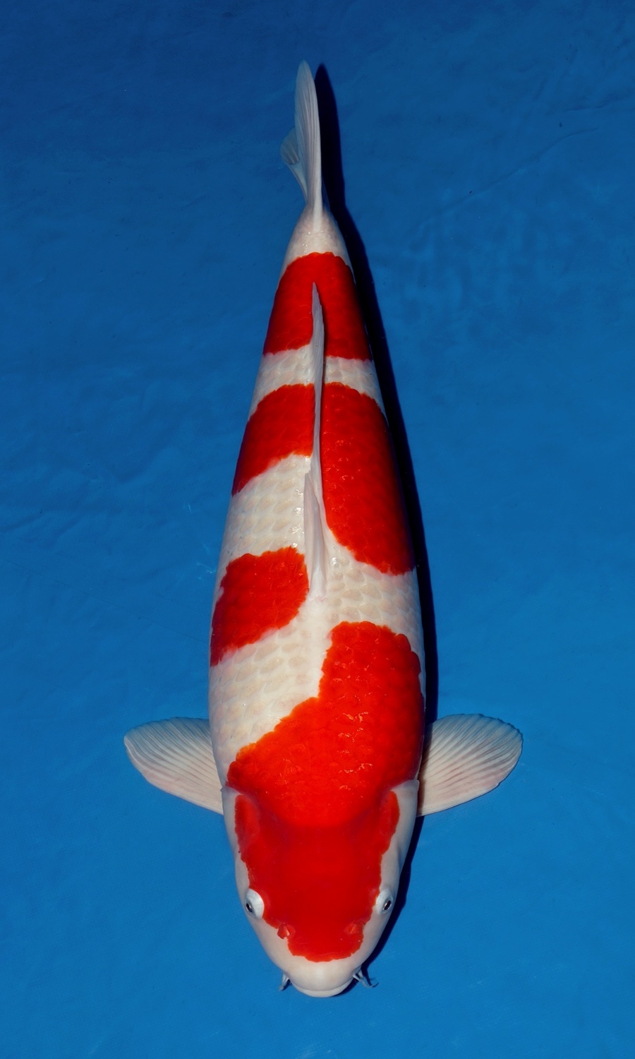Male Kohaku 20260106