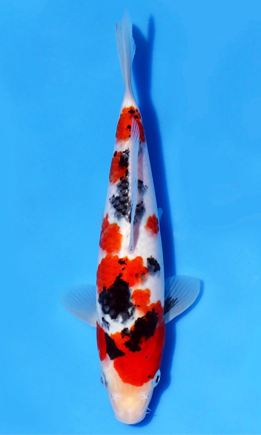 Taisho Sanshoku 20260111