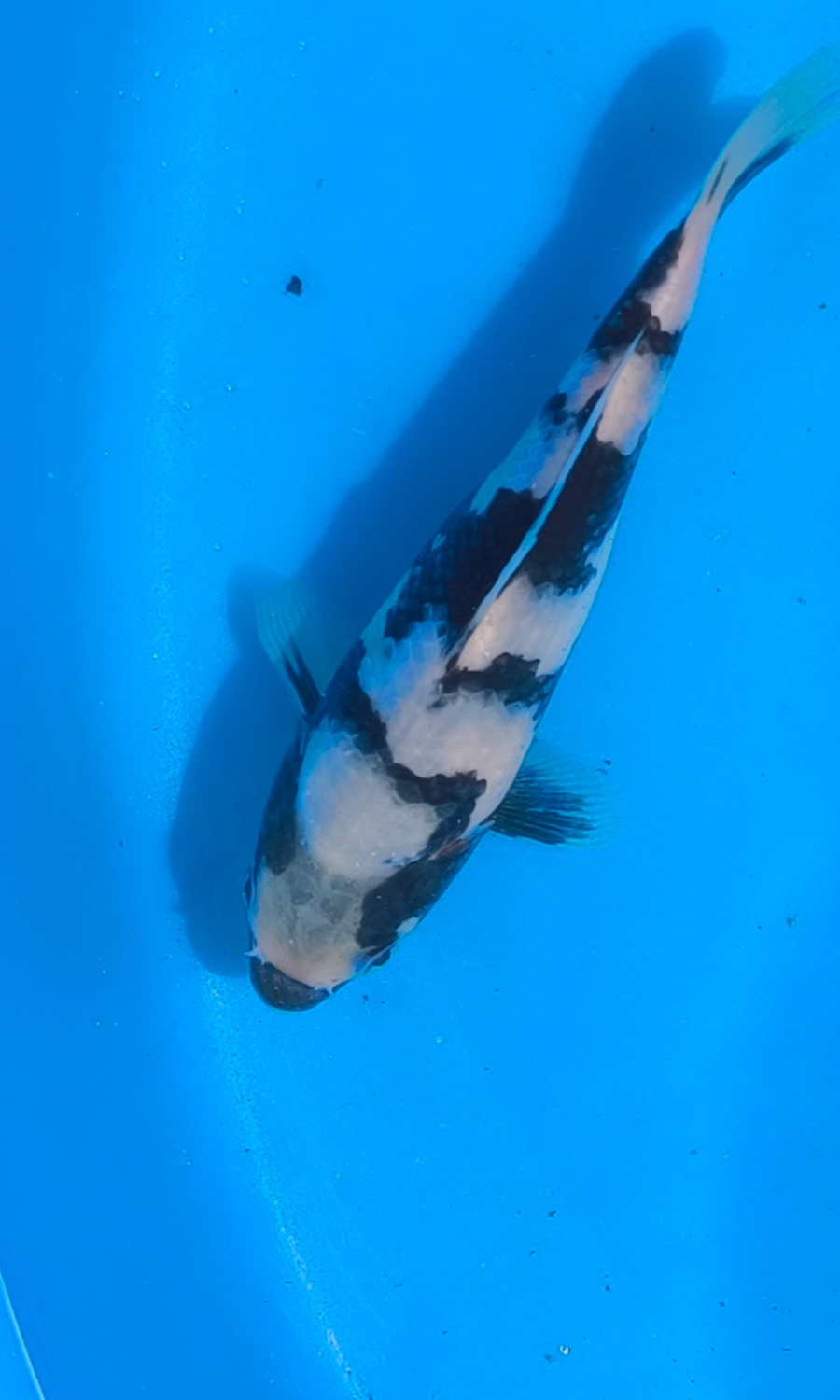 UTSURIMONO & BEKKO 20260108