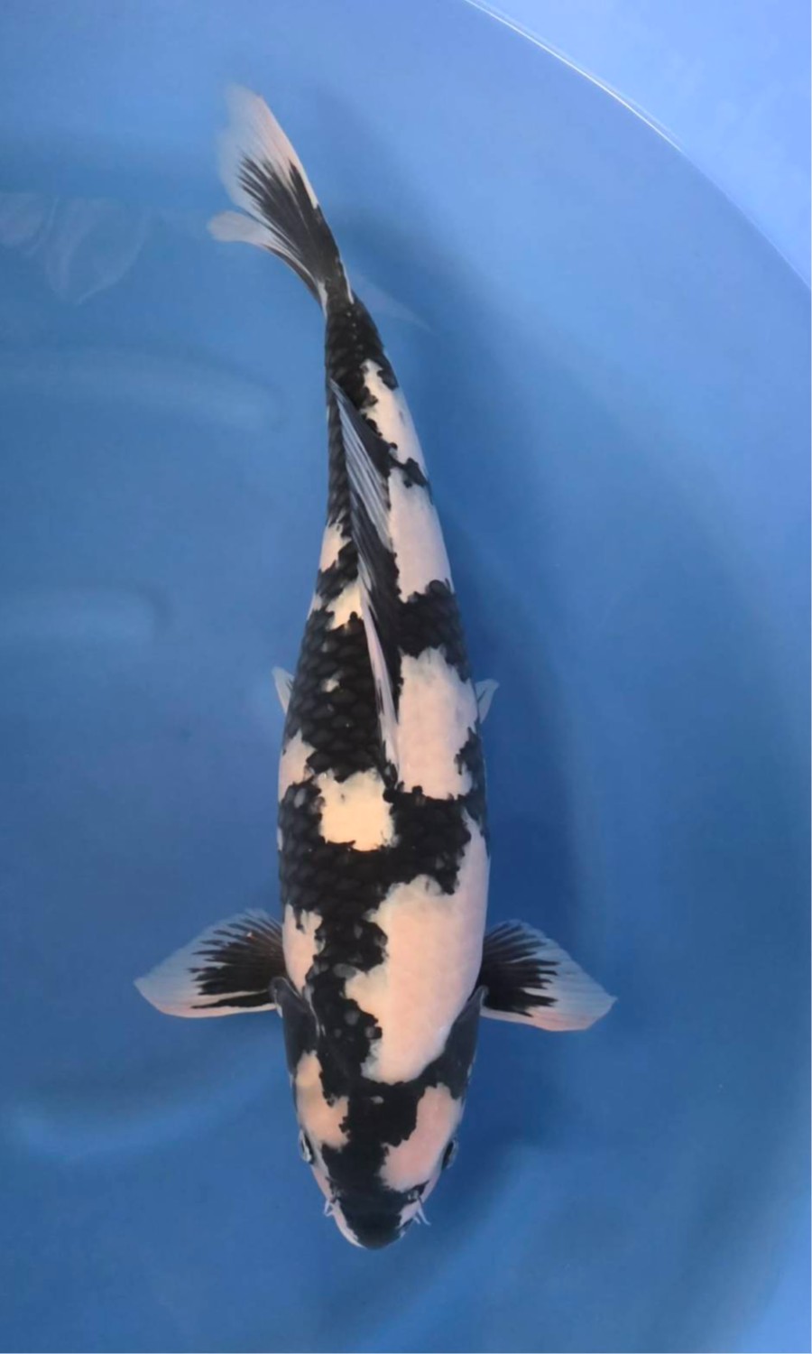 UTSURIMONO &#38; BEKKO 20260109