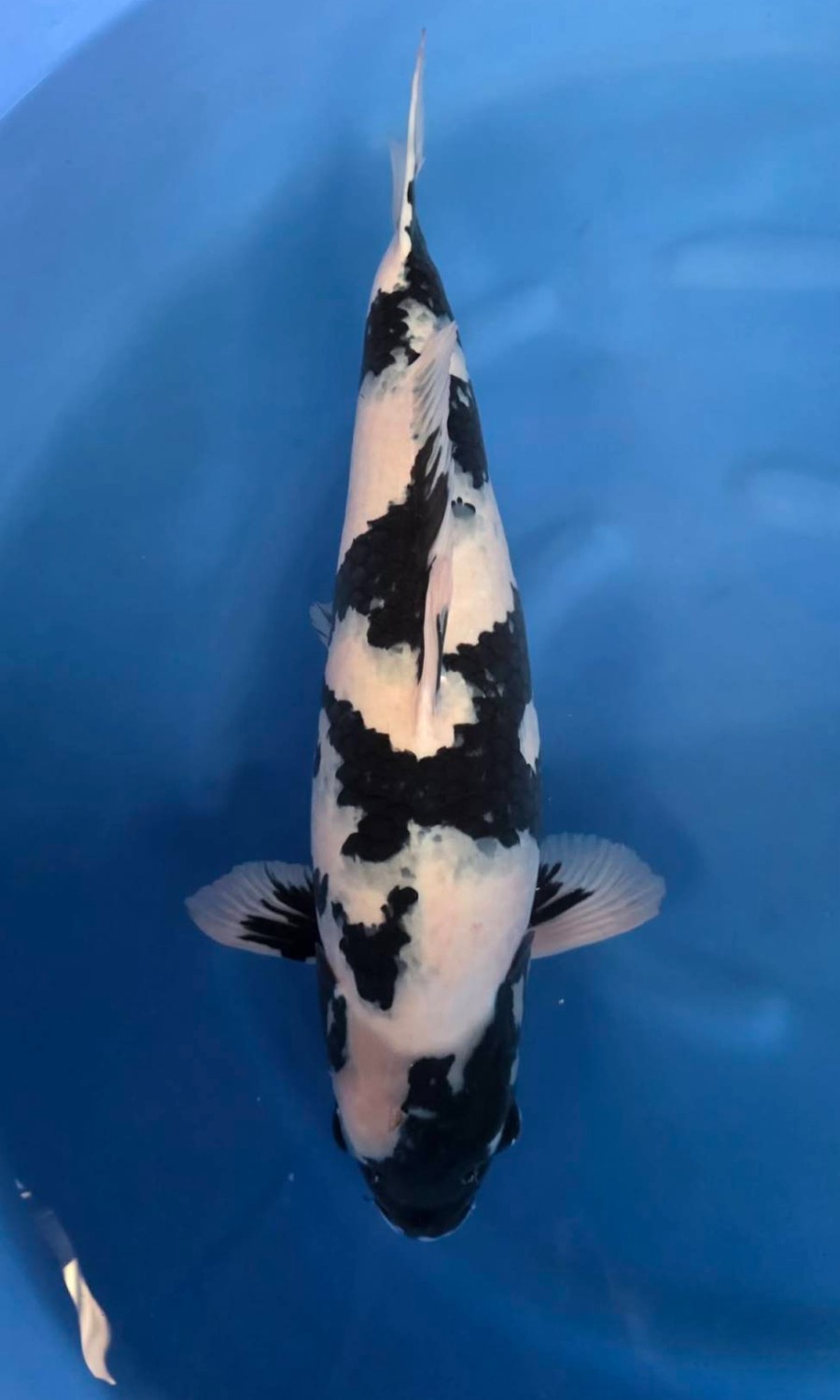 UTSURIMONO & BEKKO 20260109