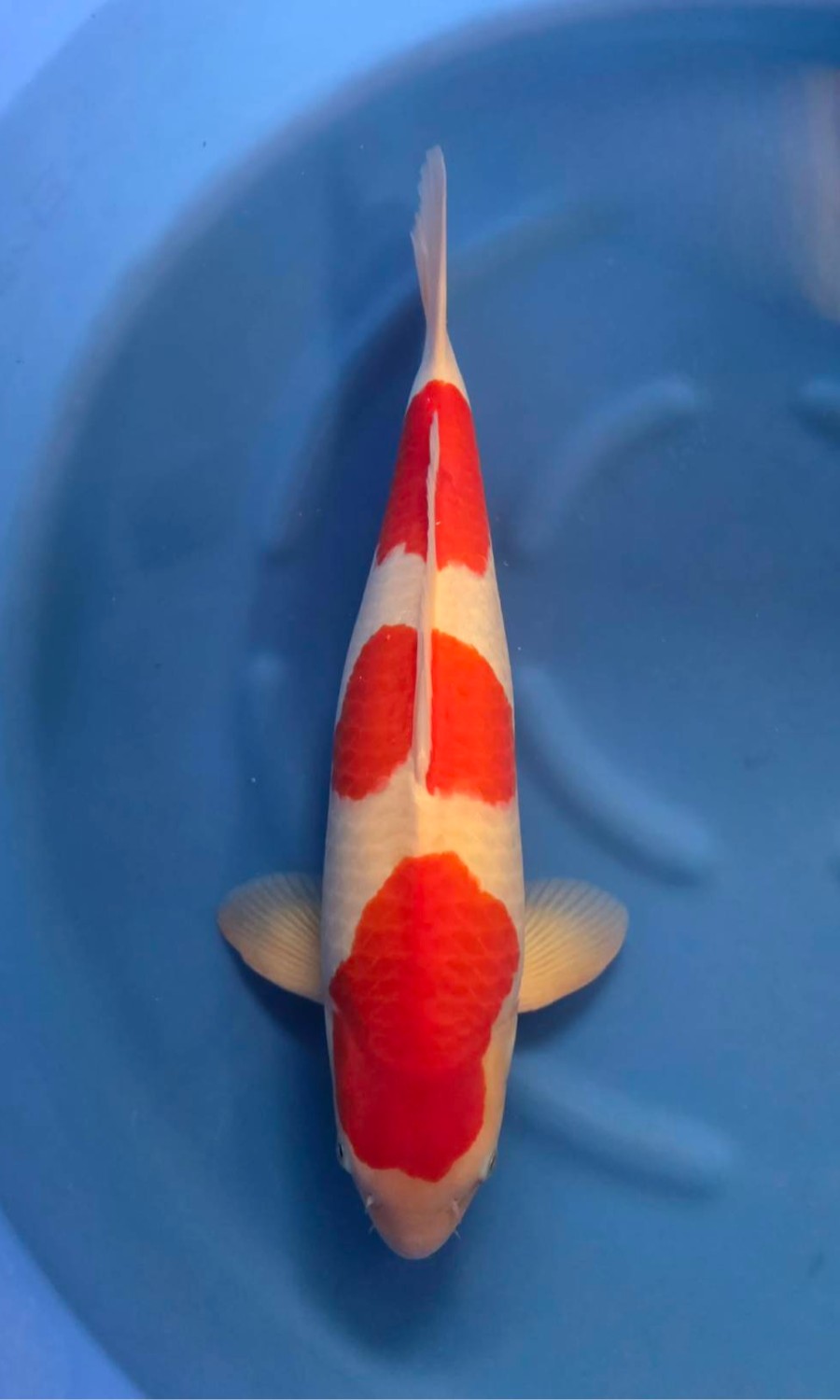 Male Kohaku 20260109