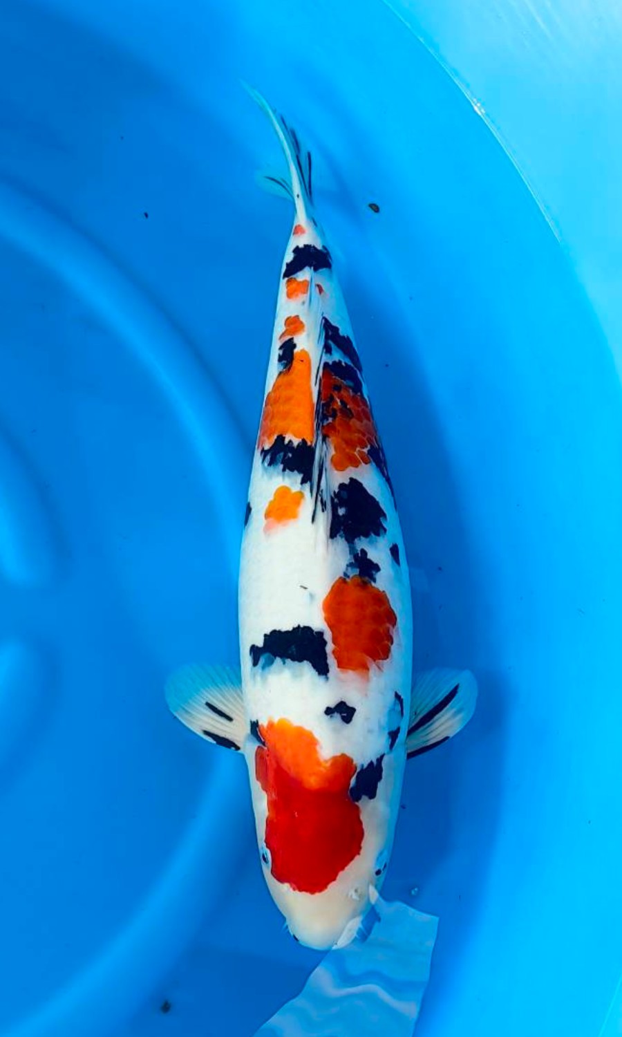 Taisho Sanshoku 20260109