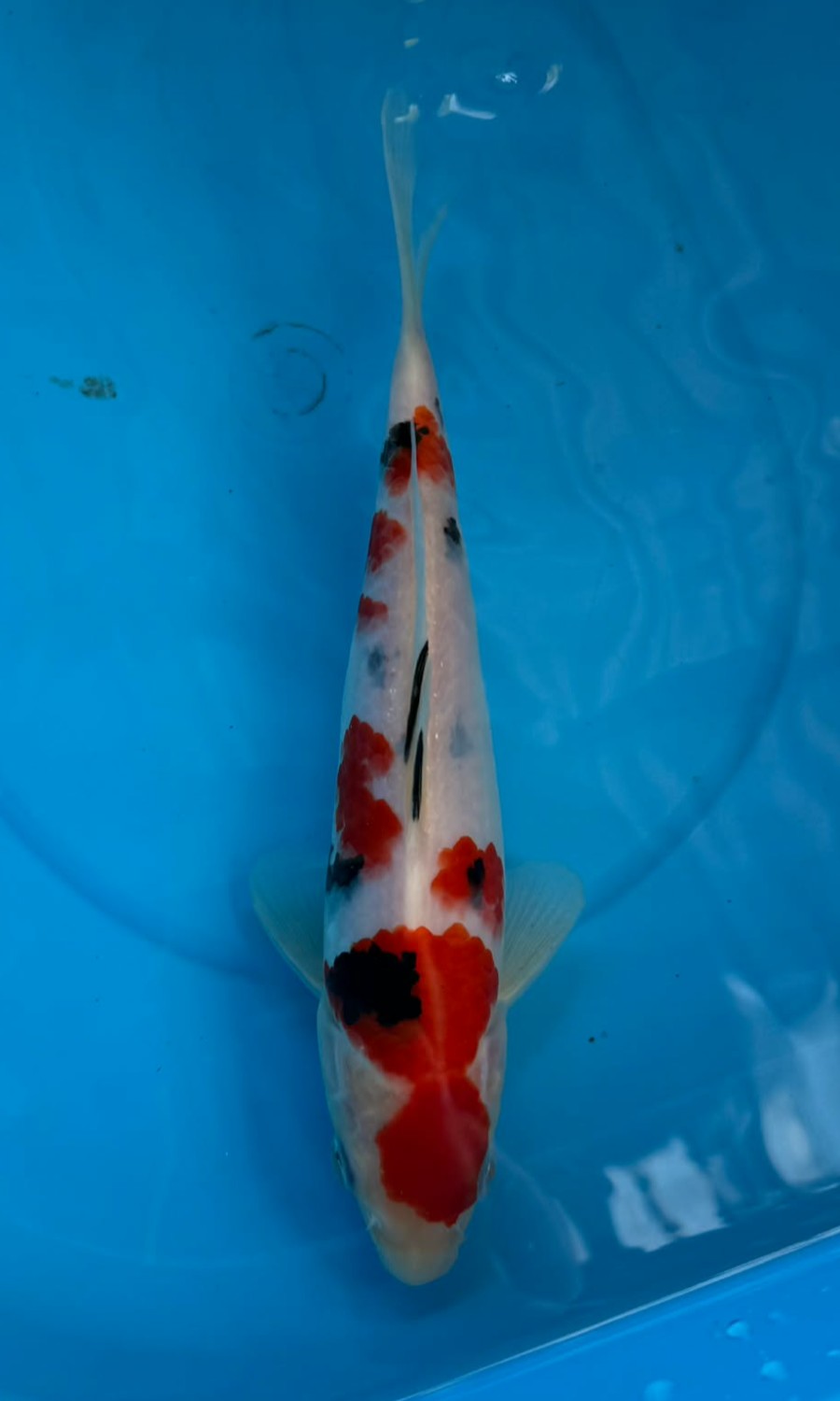 Taisho Sanshoku 20260111