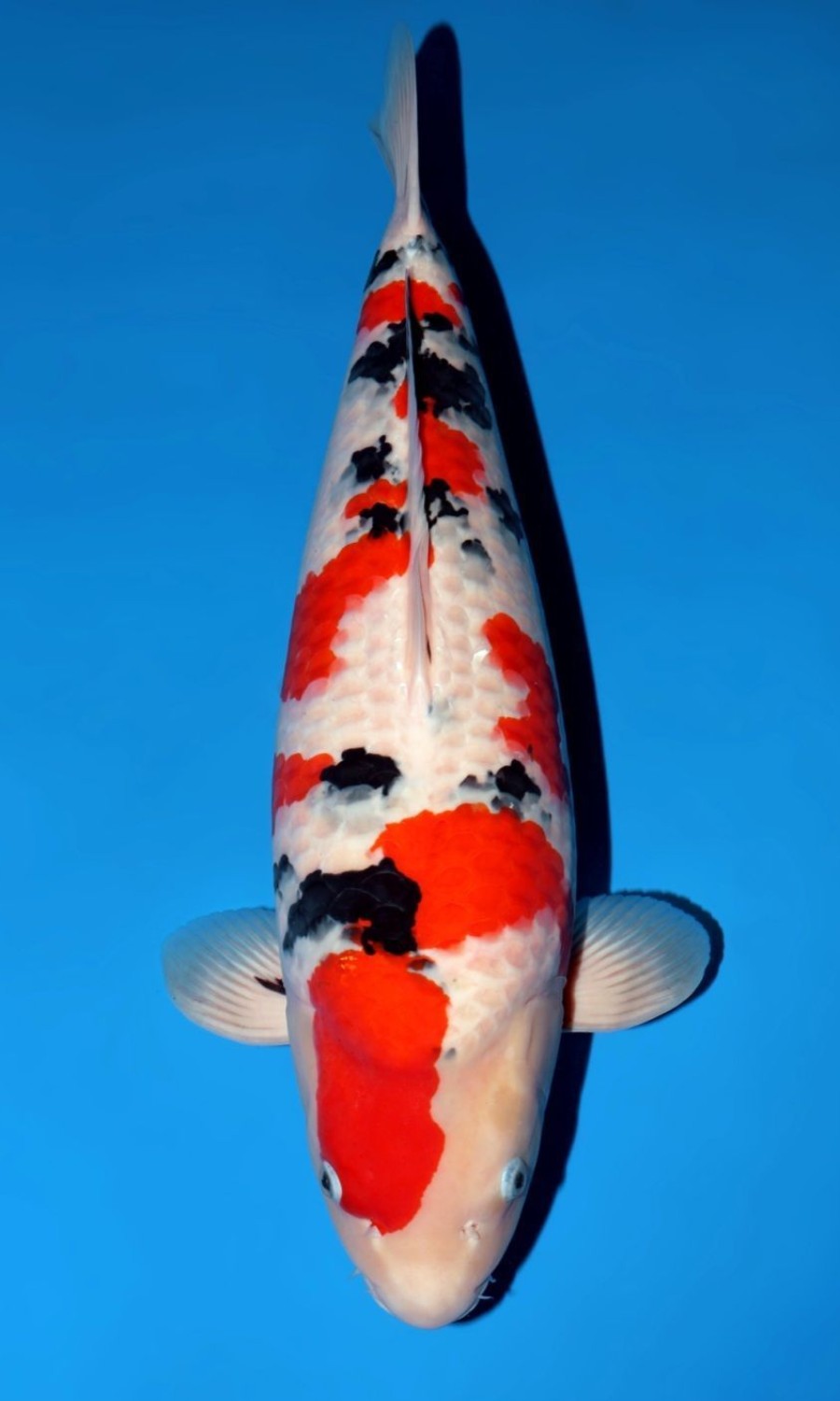 Taisho Sanshoku 20260111