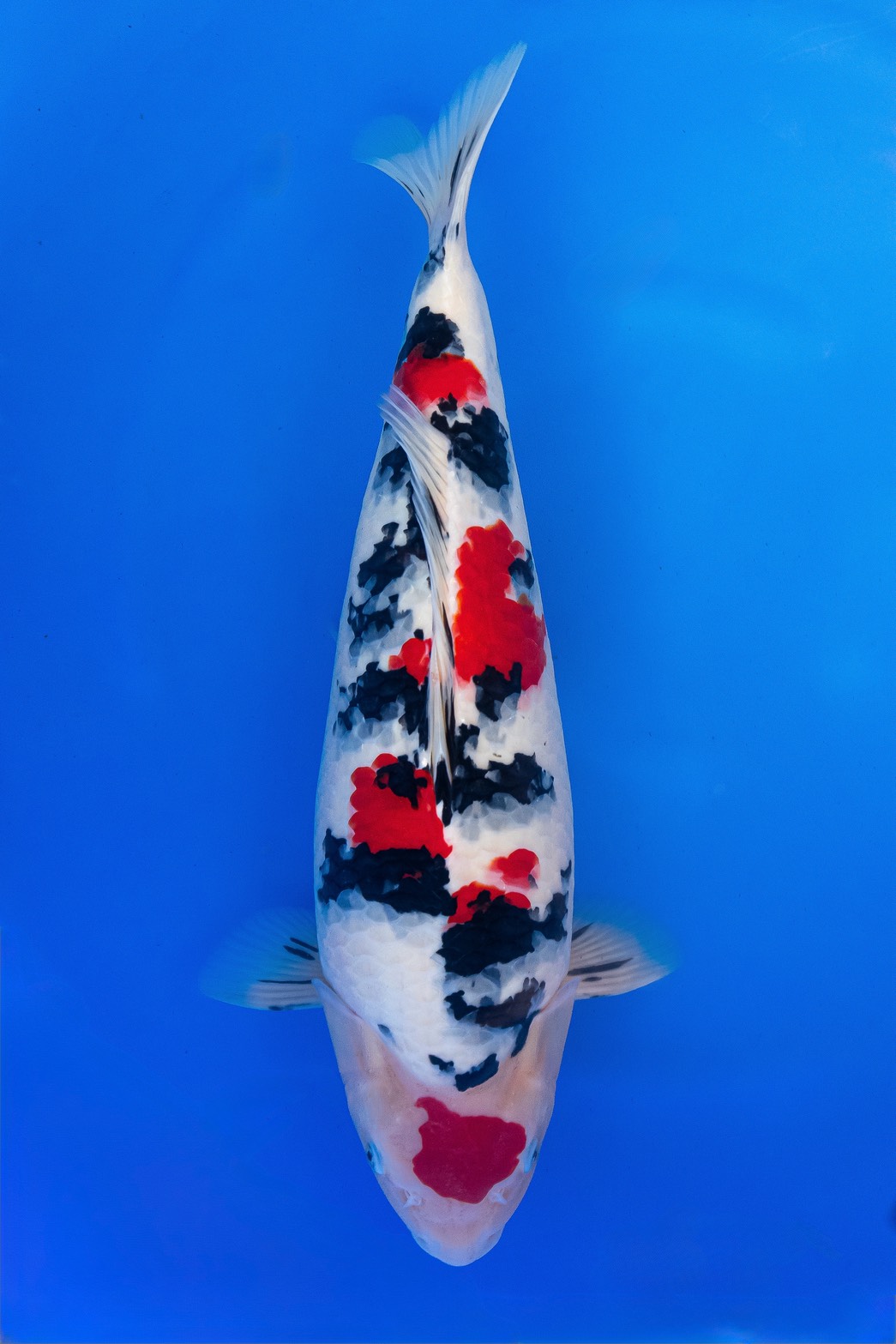 Taisho Sanshoku 20260109