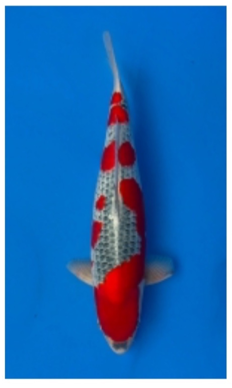 GOSHIKI & KOROMO 20260110