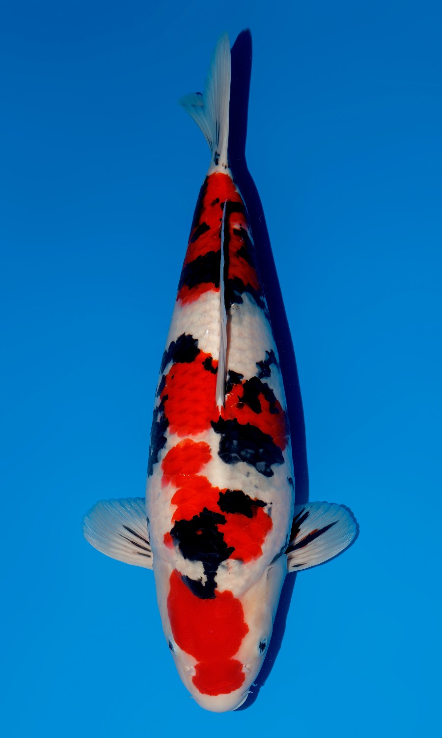 Taisho Sanshoku 20260110