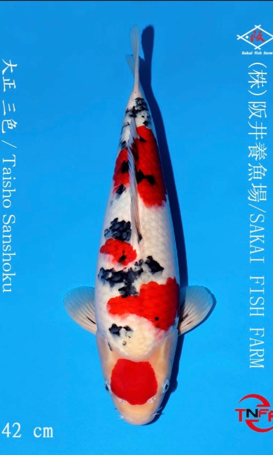 Taisho Sanshoku 20260110