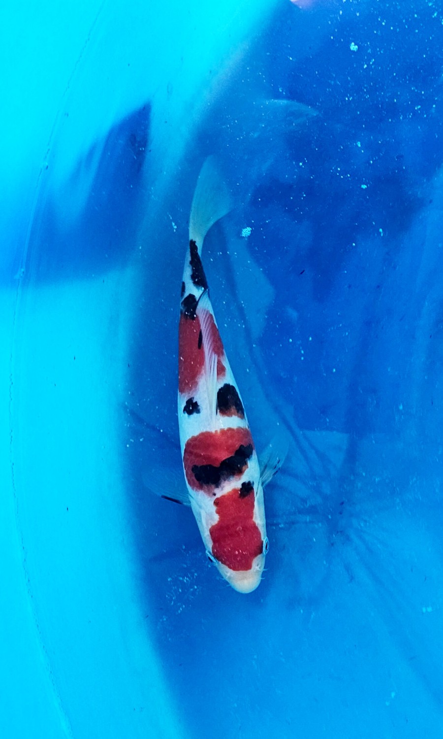 Taisho Sanshoku 20260111