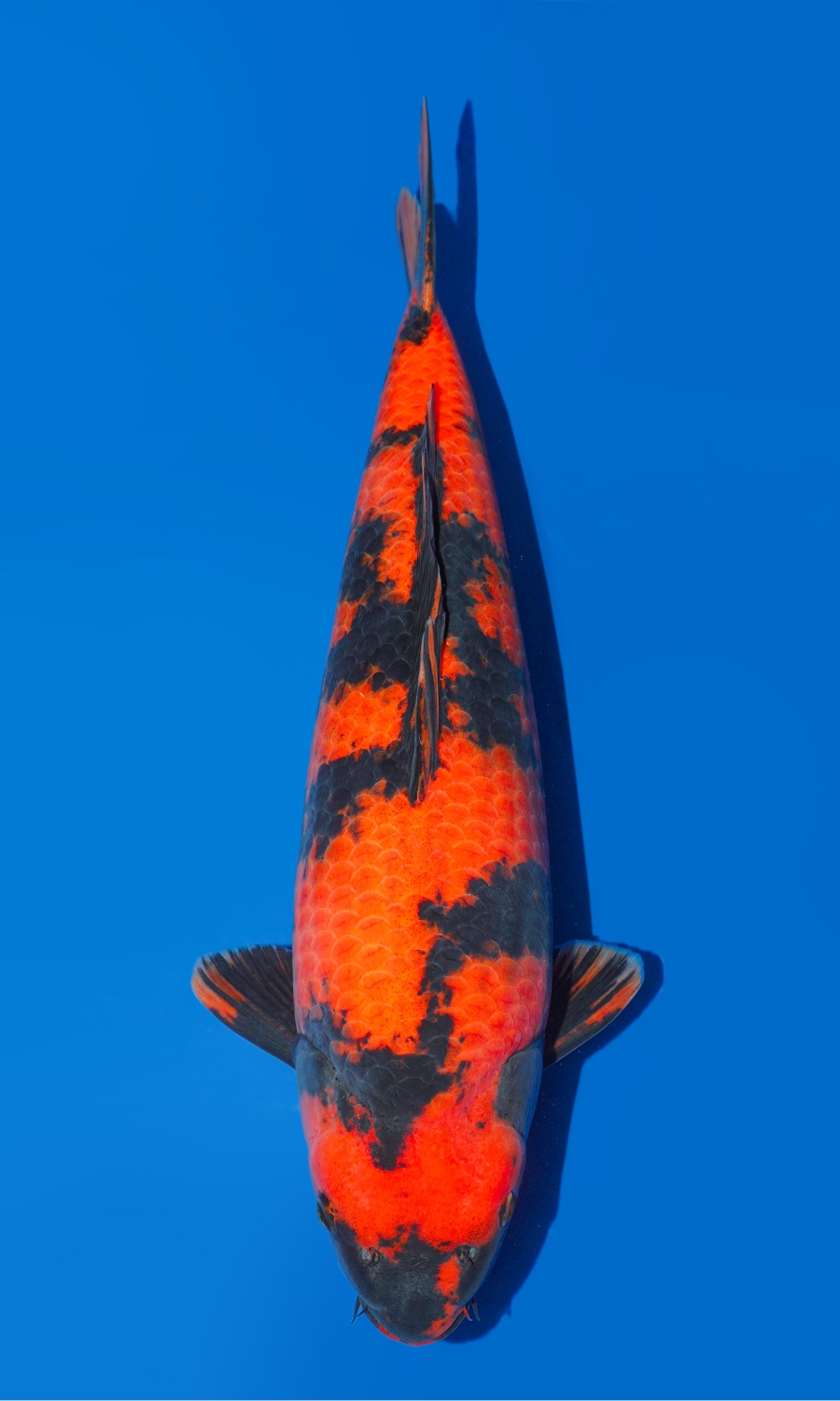 UTSURIMONO & BEKKO 20260111