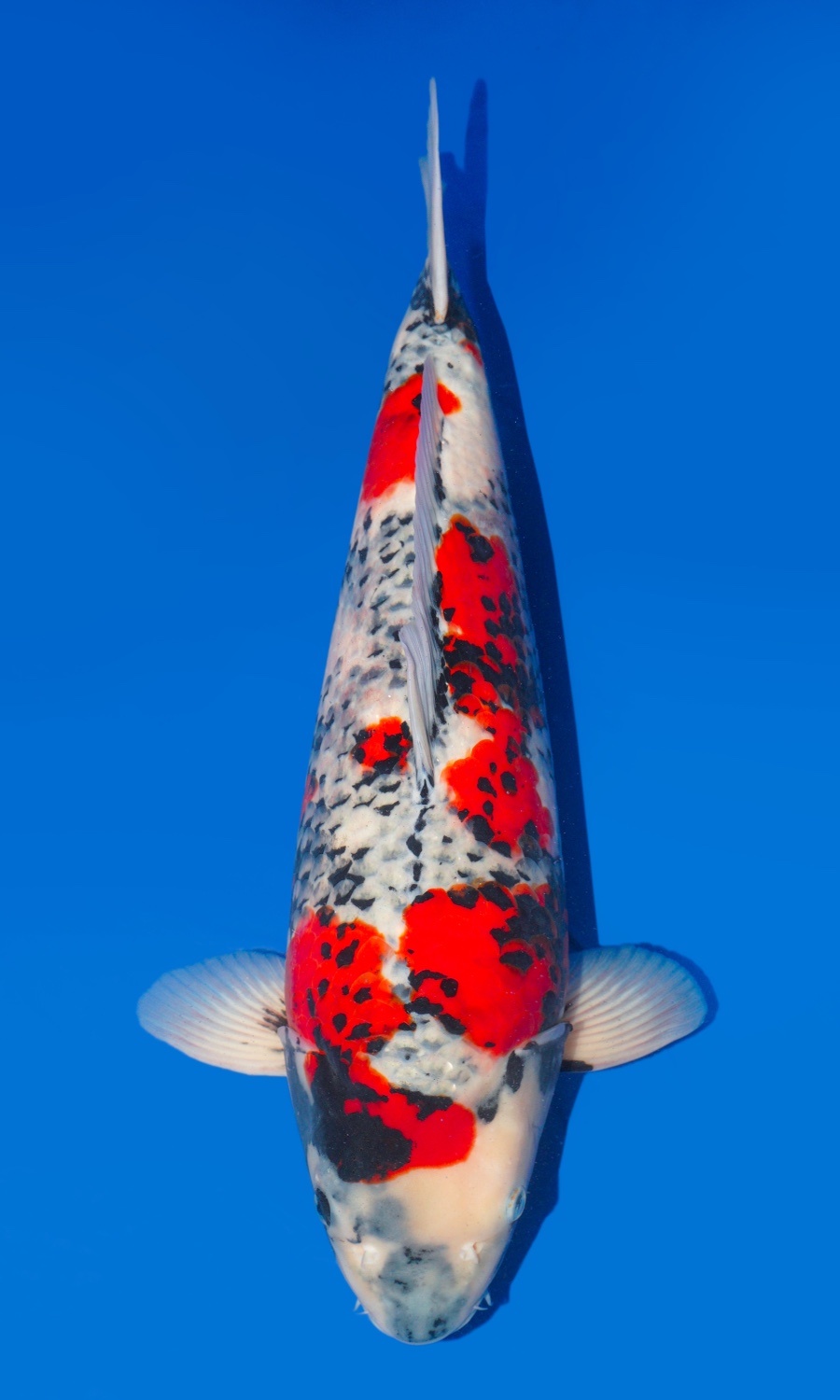 Showa Sanshoku 20260111