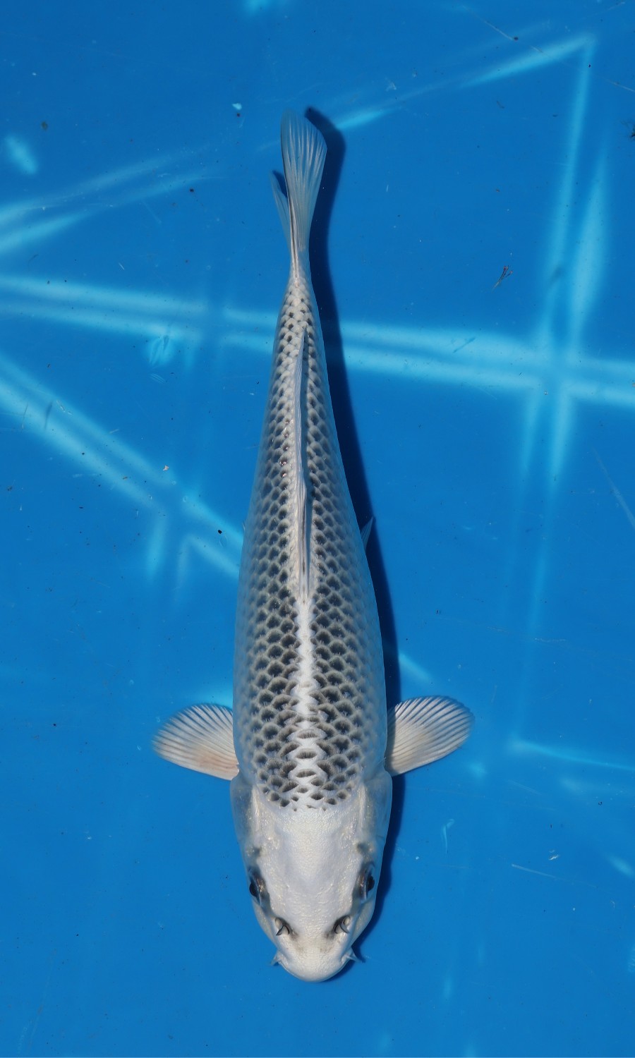 HIKARI MUJIMONO 20260112