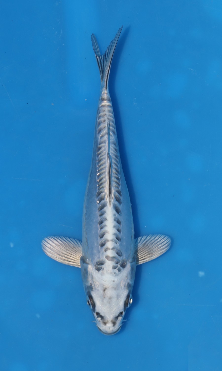 HIKARI MUJIMONO 20260112