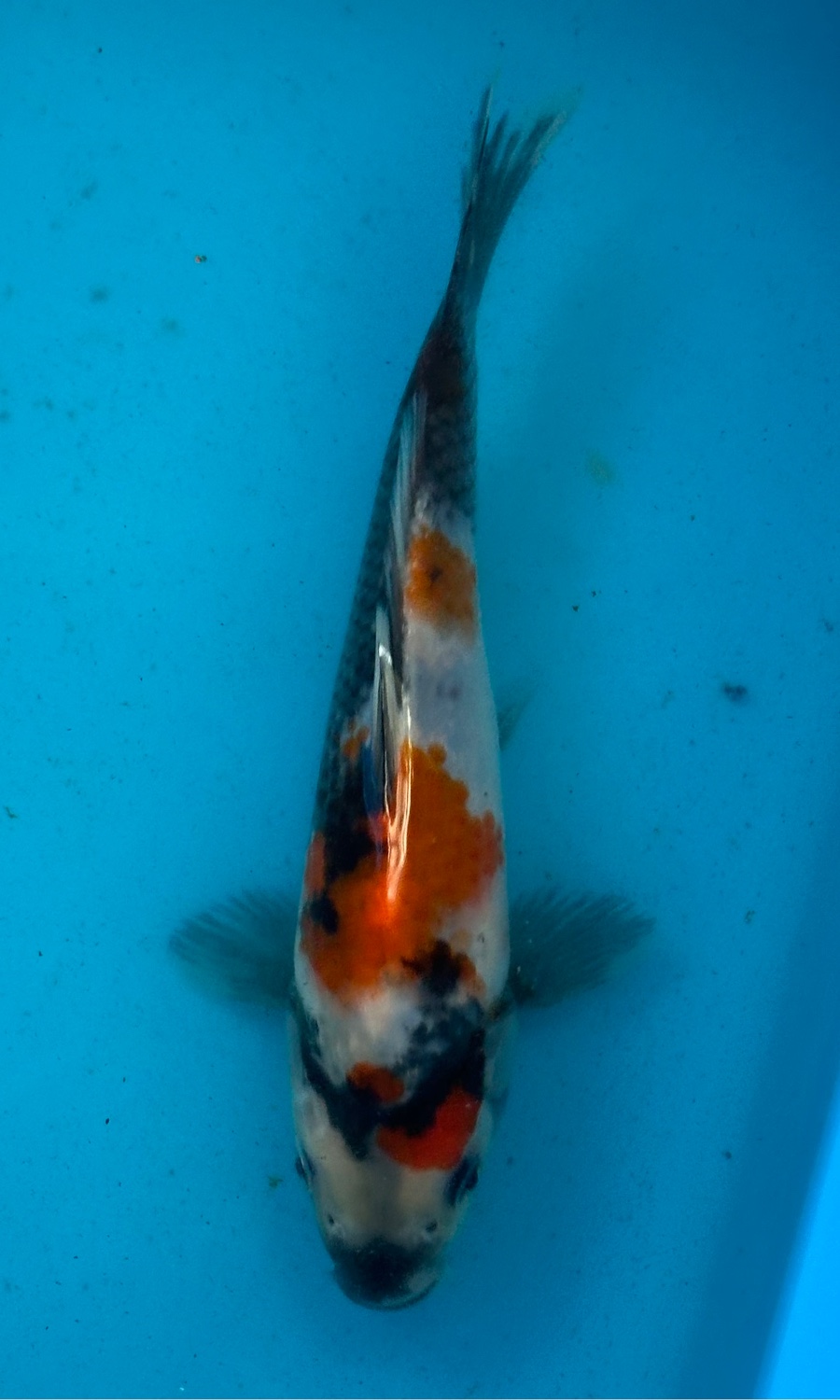 Showa Sanshoku 20260111